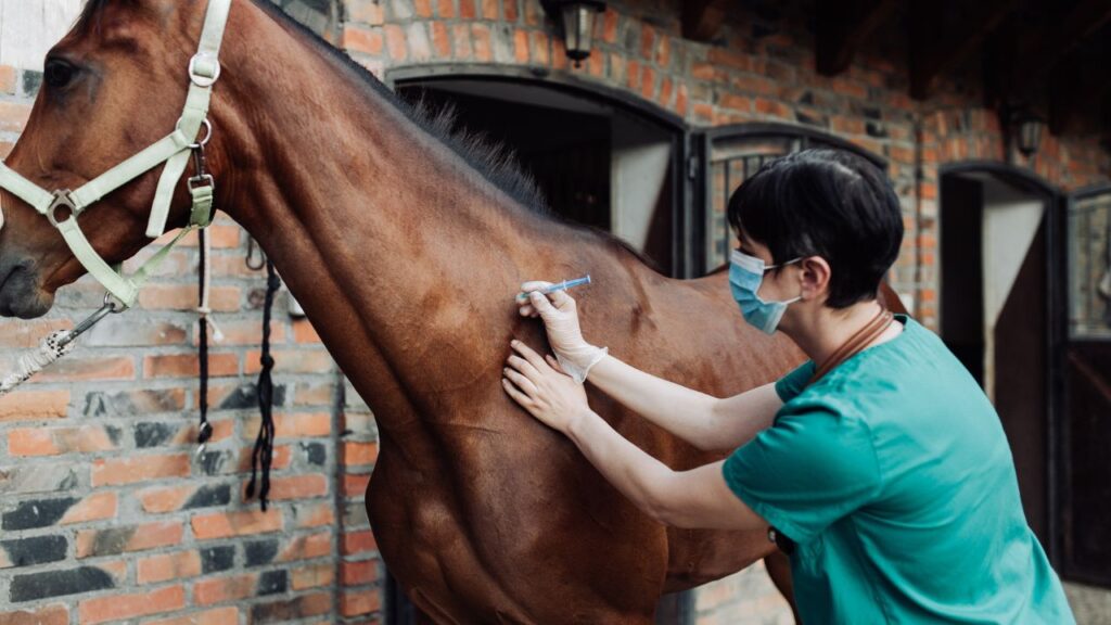 Woman veterinary checking horse health in stable