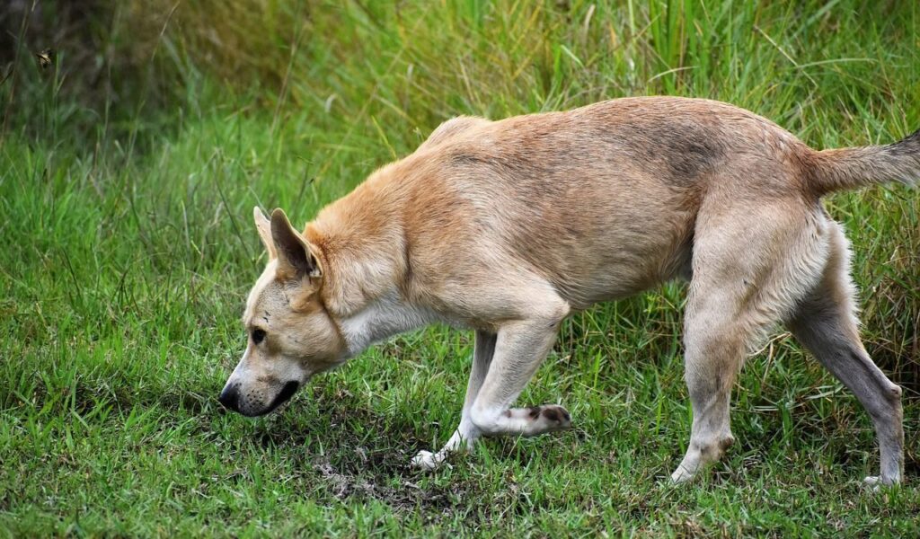 Light brown dog sniffing the ground in a grassy field.