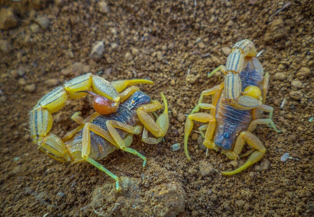 Indian Red Scorpion