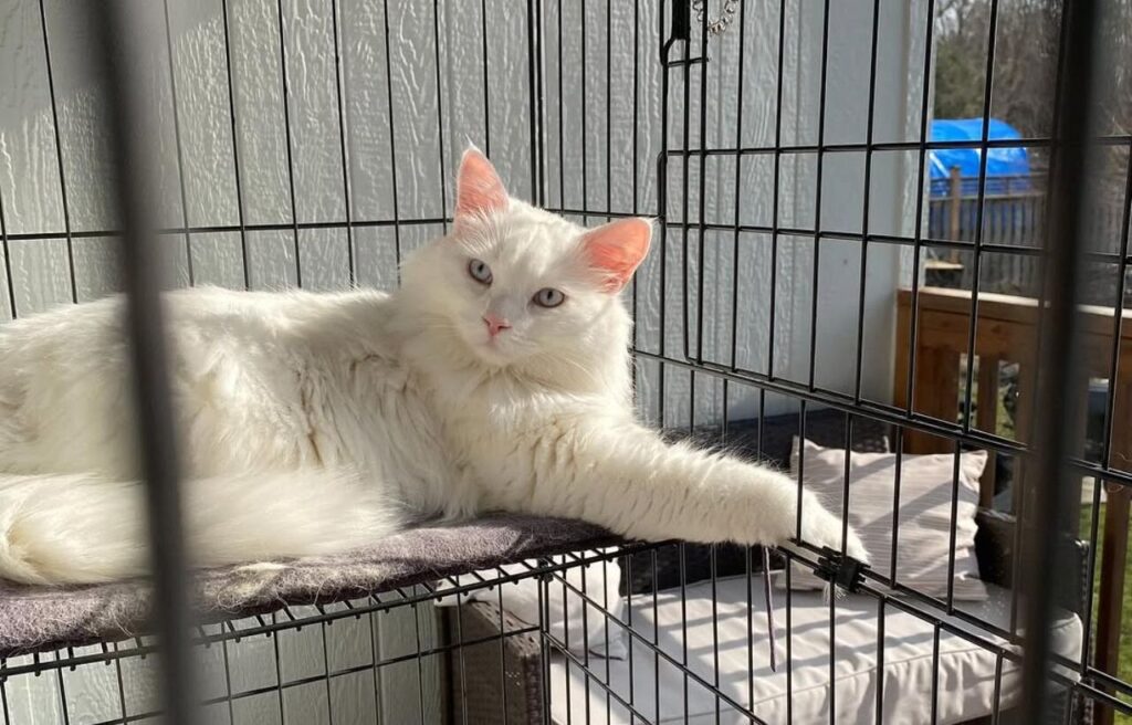 Cat being restrained