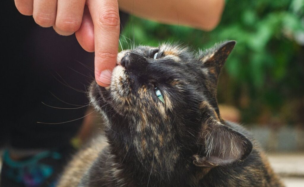 Cat Biting Finger
