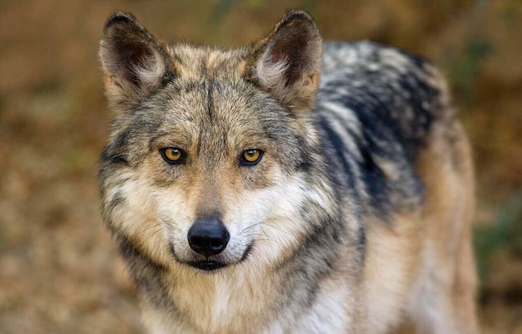 Close-up of a Northwestern Wolf staring directly at the camera.