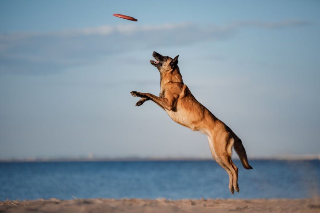 Belgian Malinois