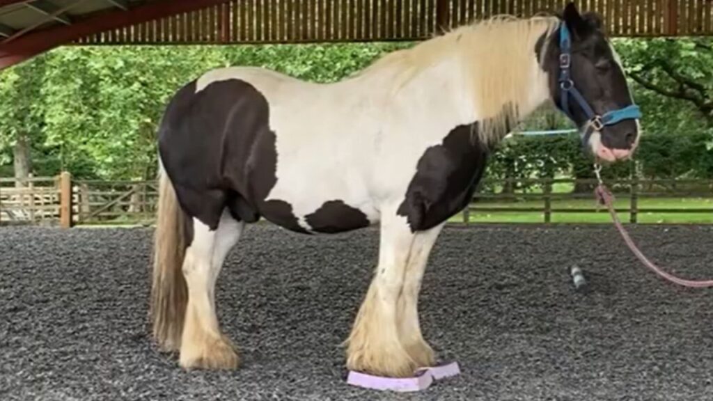 Use a Balance Pad or Wobble Board for Horse