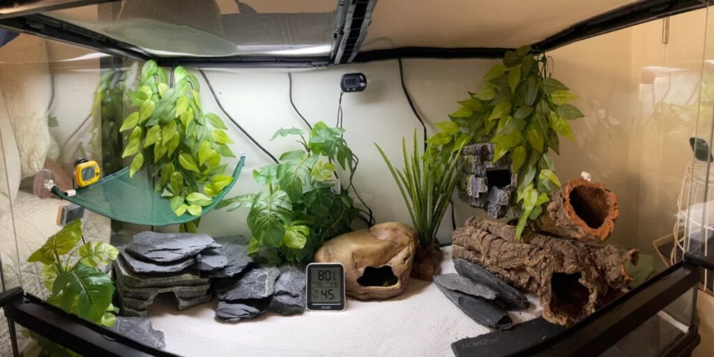 Reptile Habitat