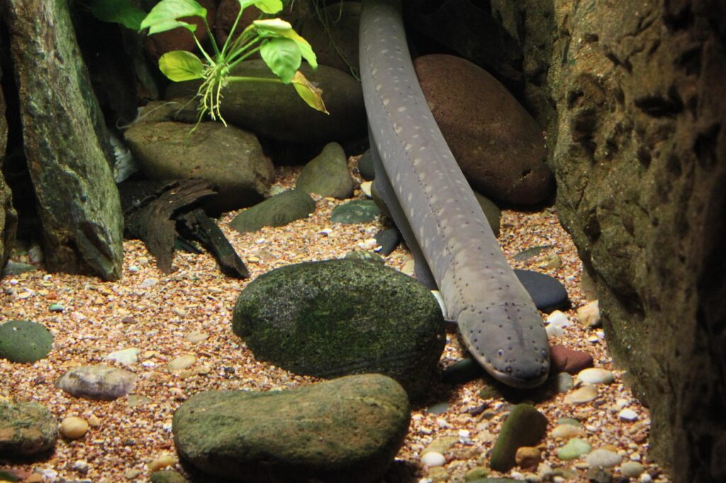 eel fish