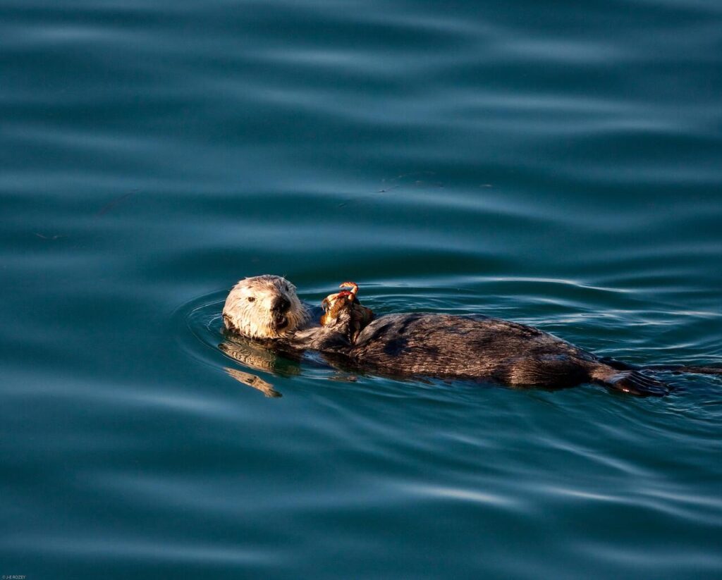 Sea Otter