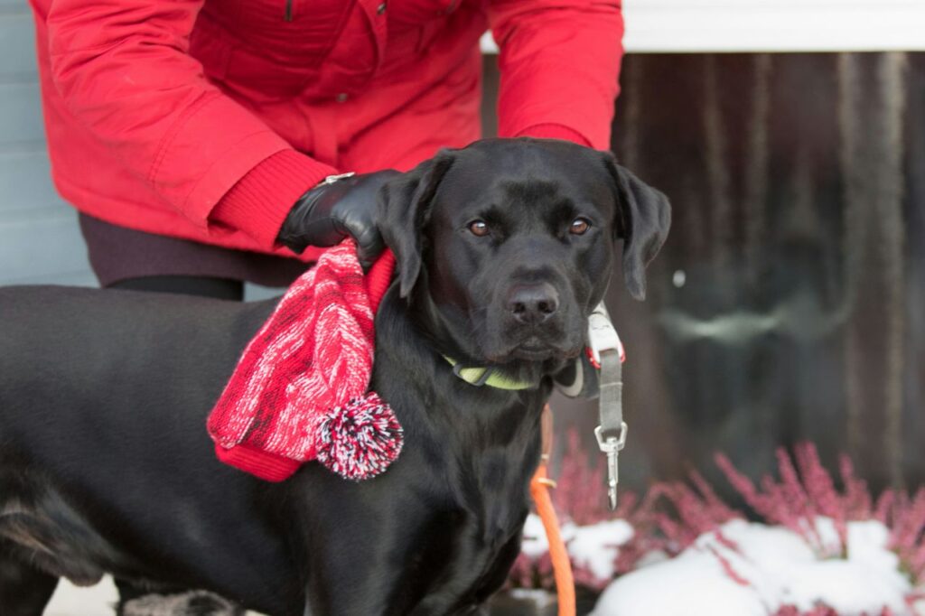 black labrador with person