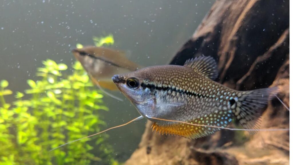 Pearl Gourami