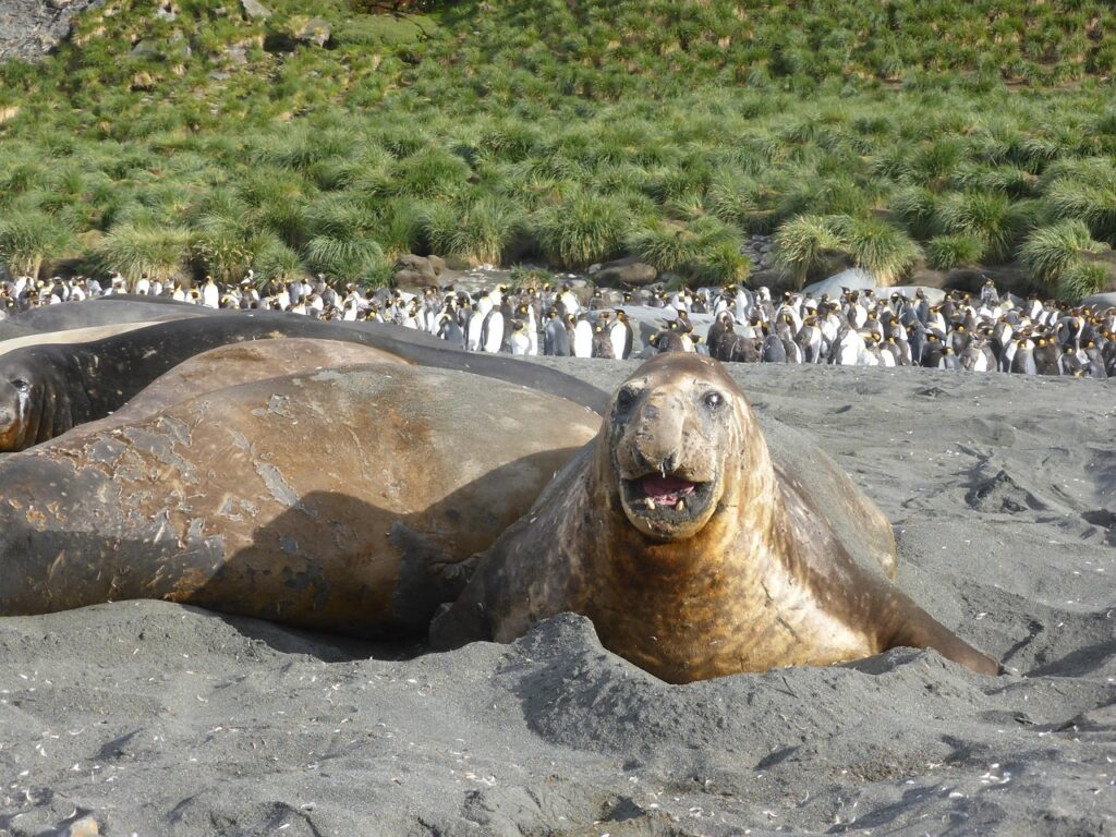 elephant seal