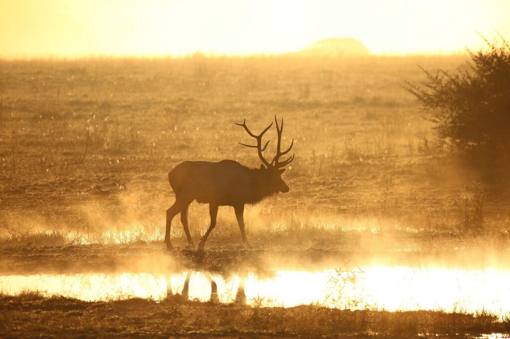 elk