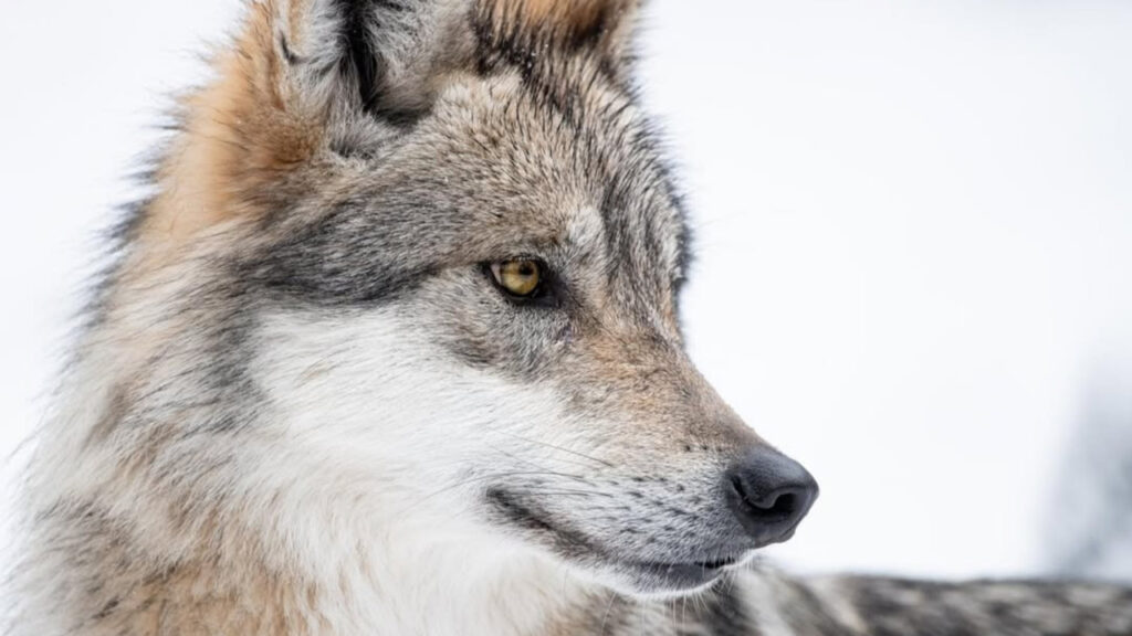 Closeup of a Red wolf