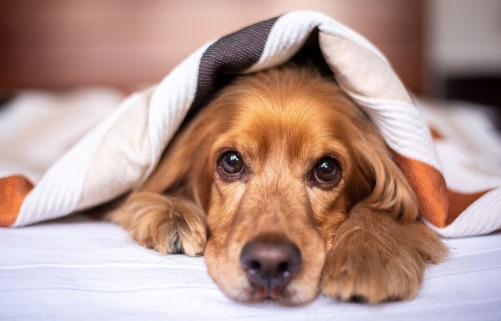 english cocker spaniel dog