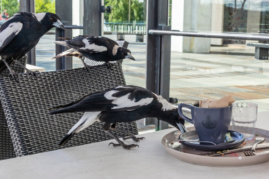 Magpies