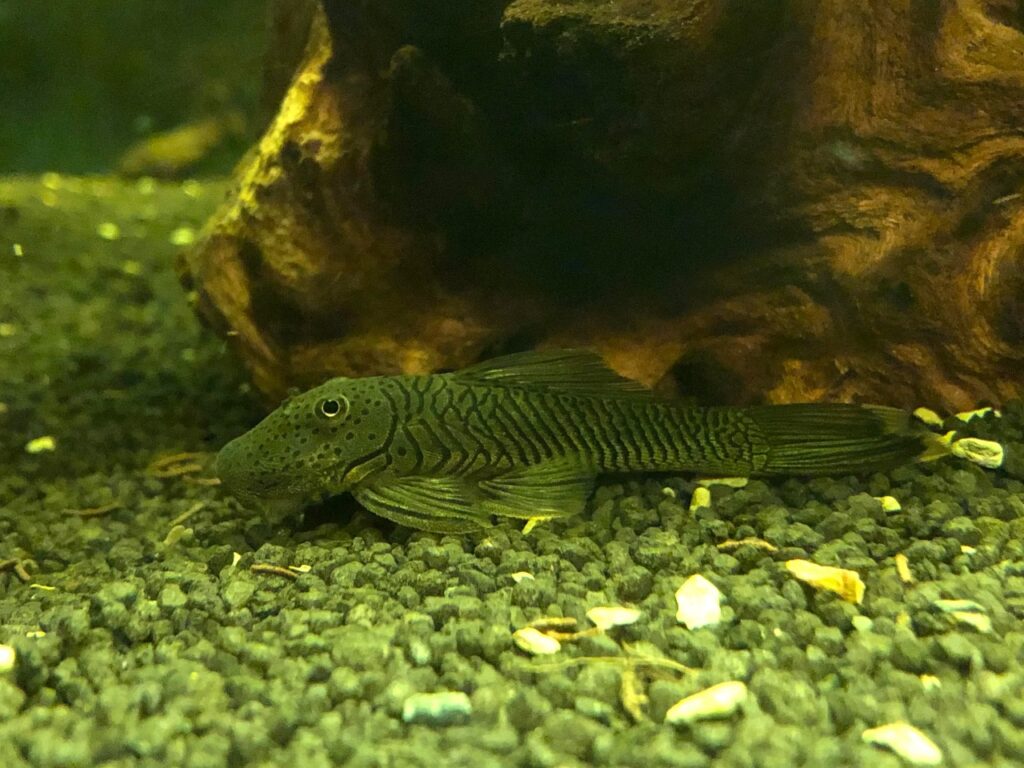 Rubbernose Pleco