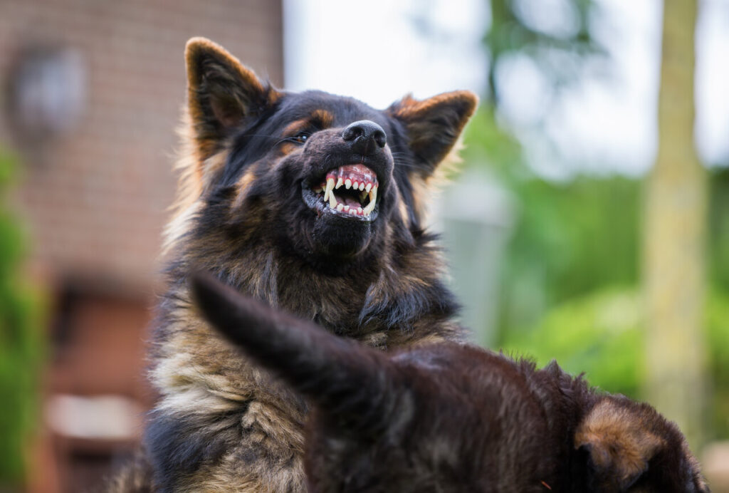 Unexplained Aggression or Withdrawal in dogs