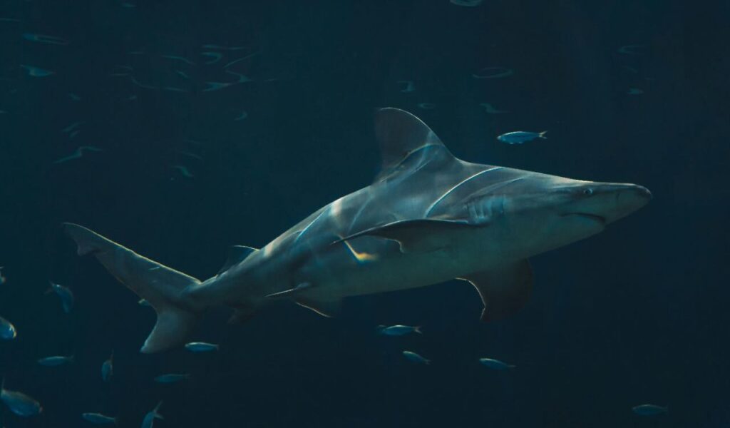 Large shark swimming in deep water surrounded by small fish.