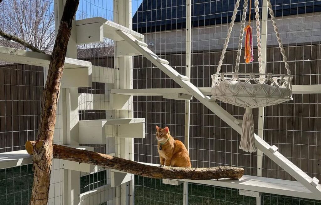 Orange cat sitting on a branch in a white outdoor catio.