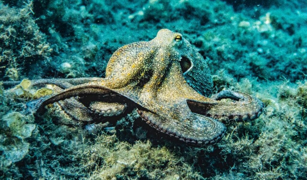 Octopus underwater on a seabed with algae.