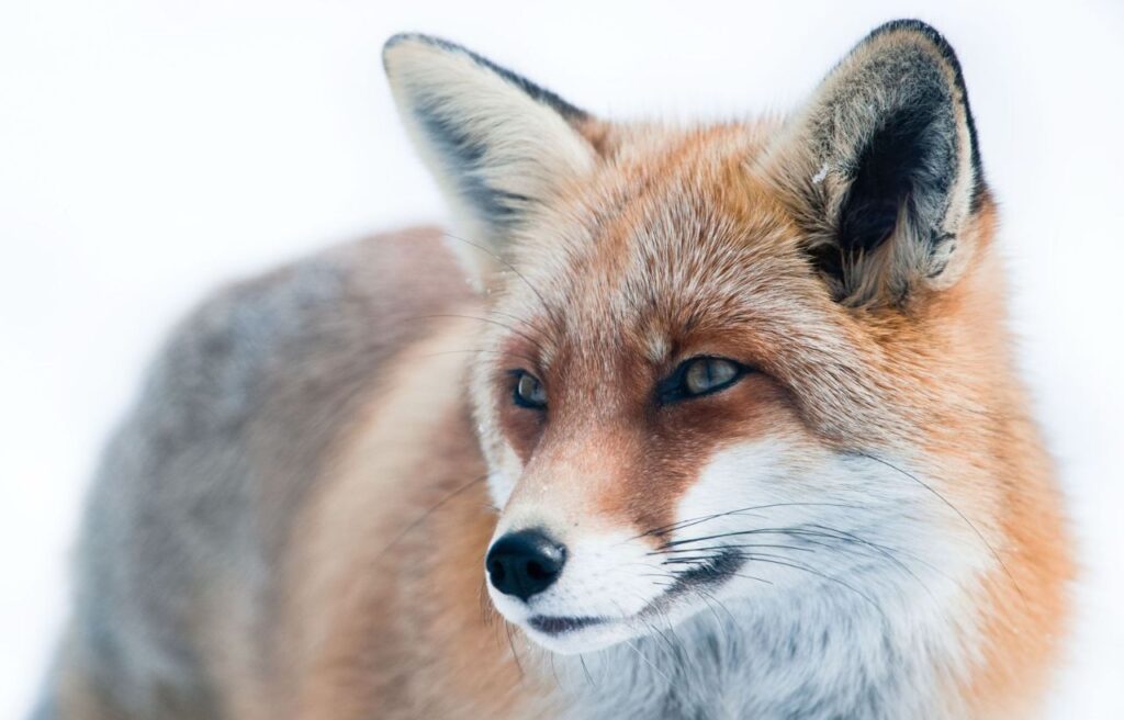 Close-up of a red fox’s face against a snowy background.