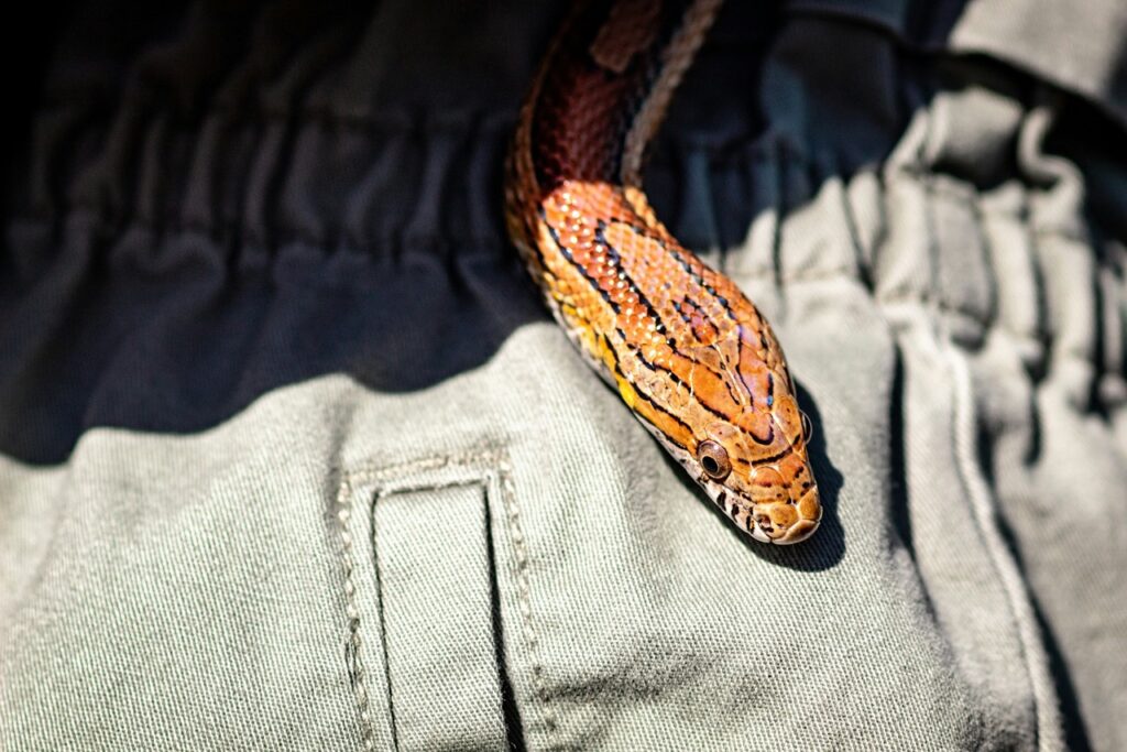 Pet Snake Sunburn