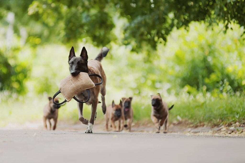 Belgian Malinois 