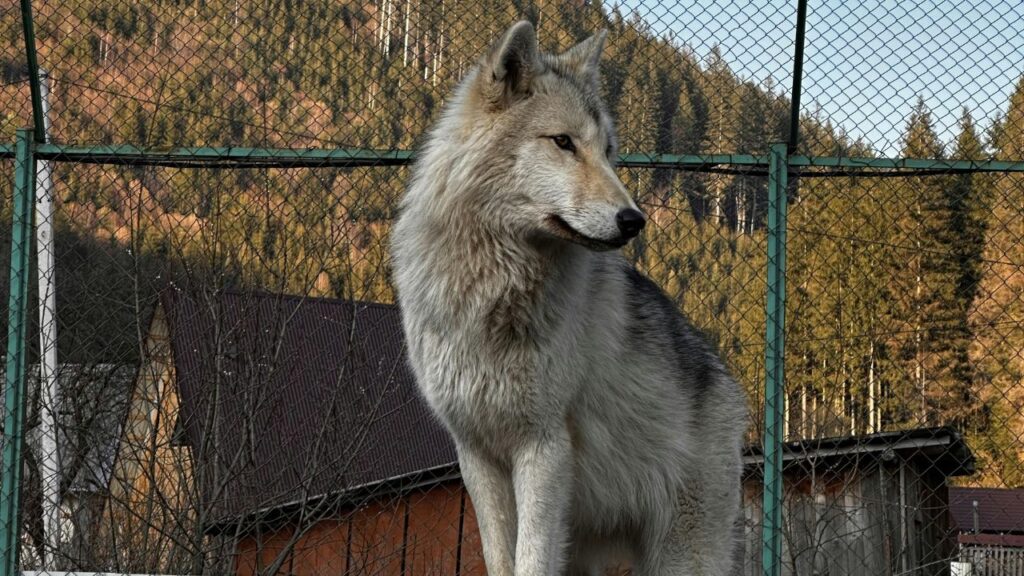 Gray Wolf