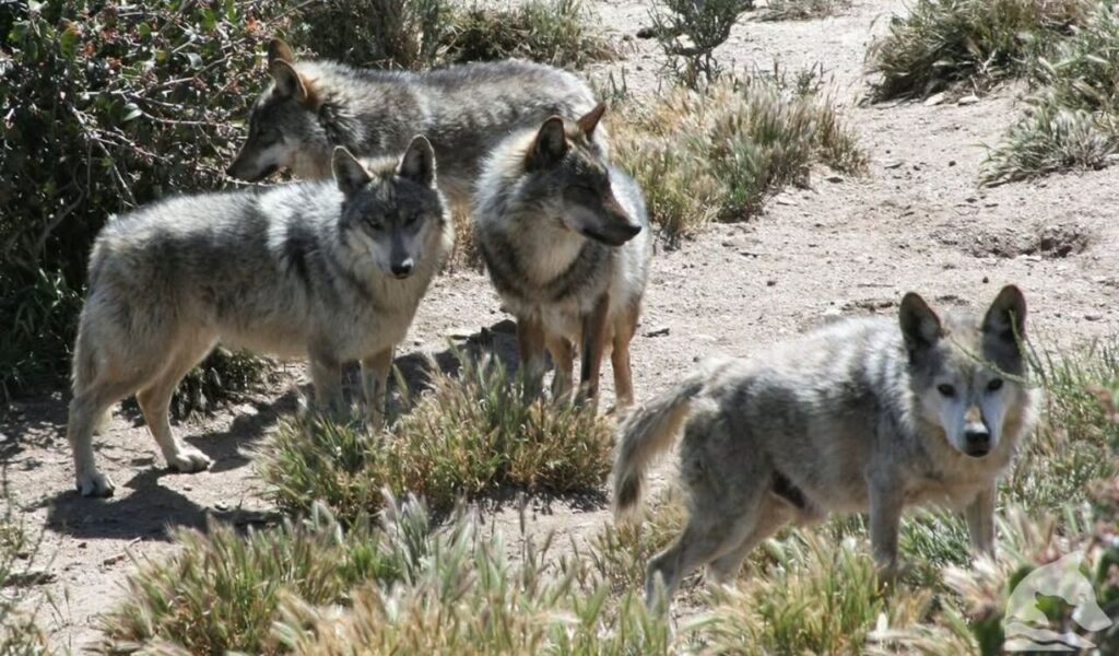 A pack of four Northwestern Wolves standing in a dry, grassy area.