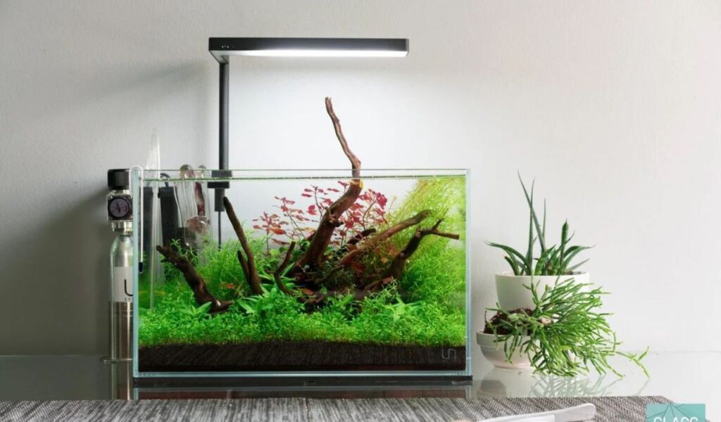 Small aquascape tank with lush plants, driftwood, and LED light.