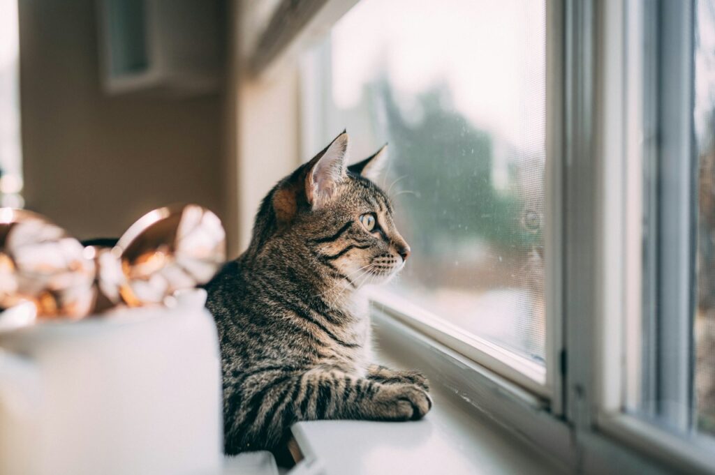 Cat At Window