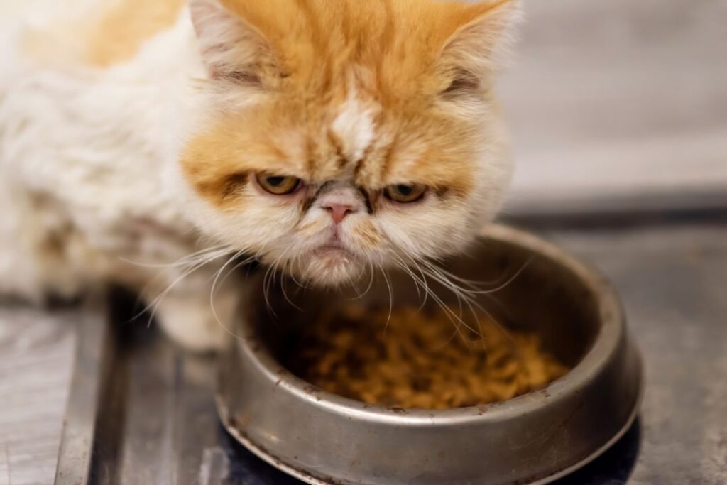 Dry Eye in cat