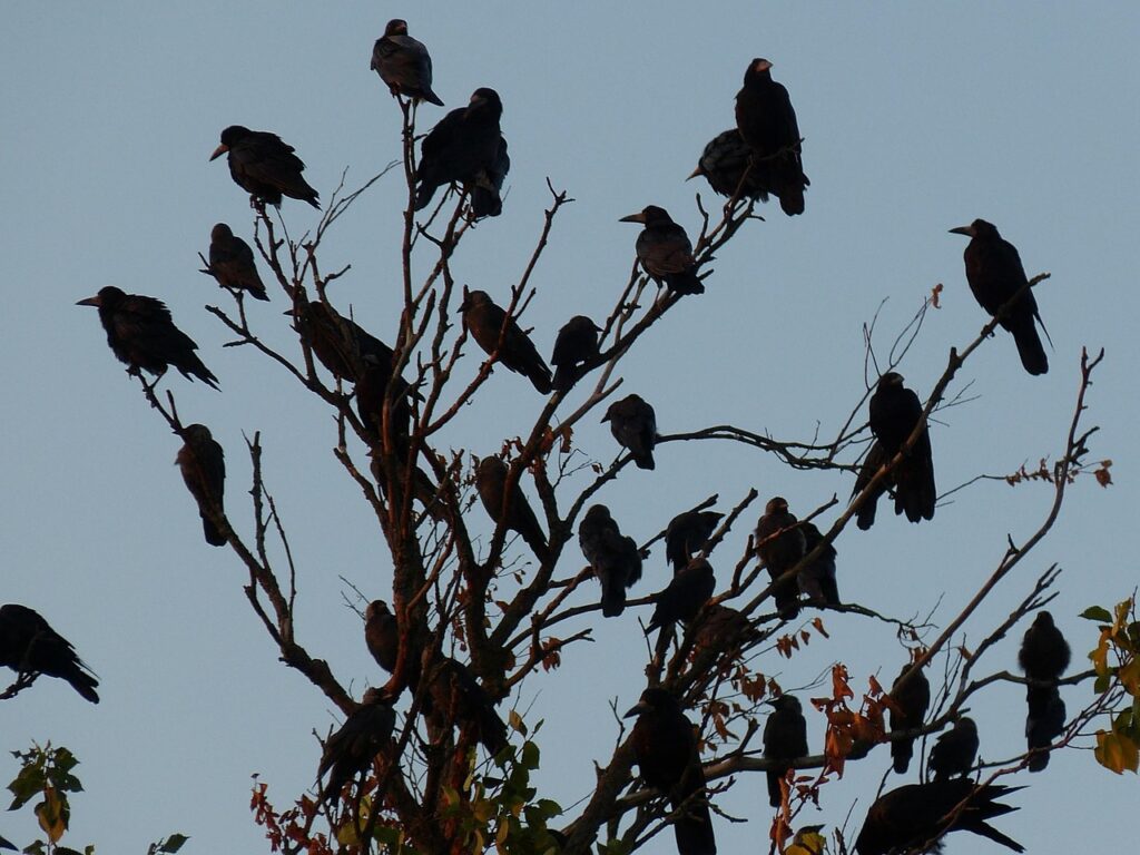 Crows perched on a tree