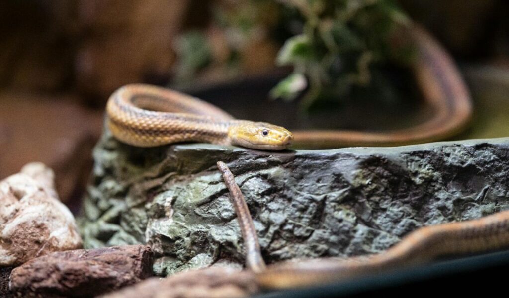 Light brown snake resting on a rocky surface.