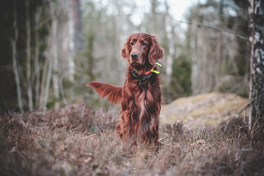 irish setter in a forest