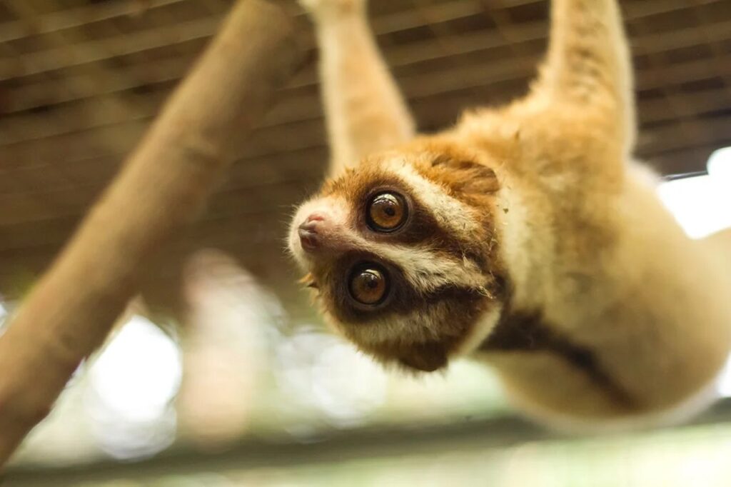 Bengal Slow Loris 