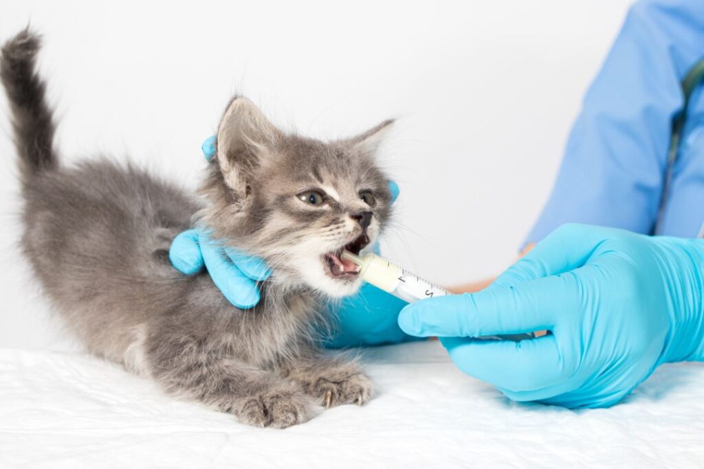 Watch Kittens for fleas and parasites