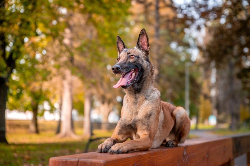 Belgian Malinois