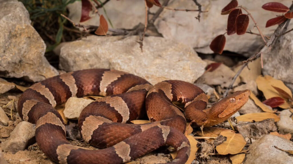  Copperhead in the evening