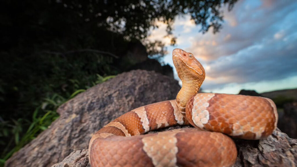  Copperhead posing