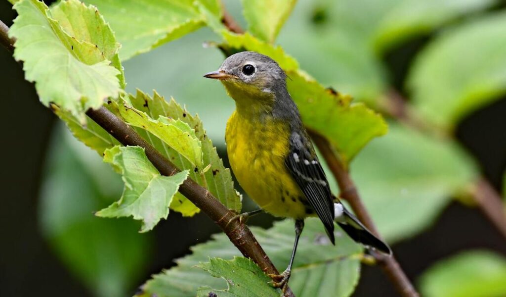 Colorful Warbler Perched on Branch in Decatur