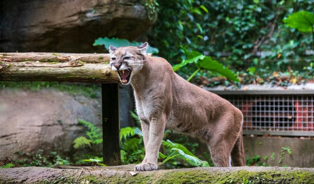 Cougar