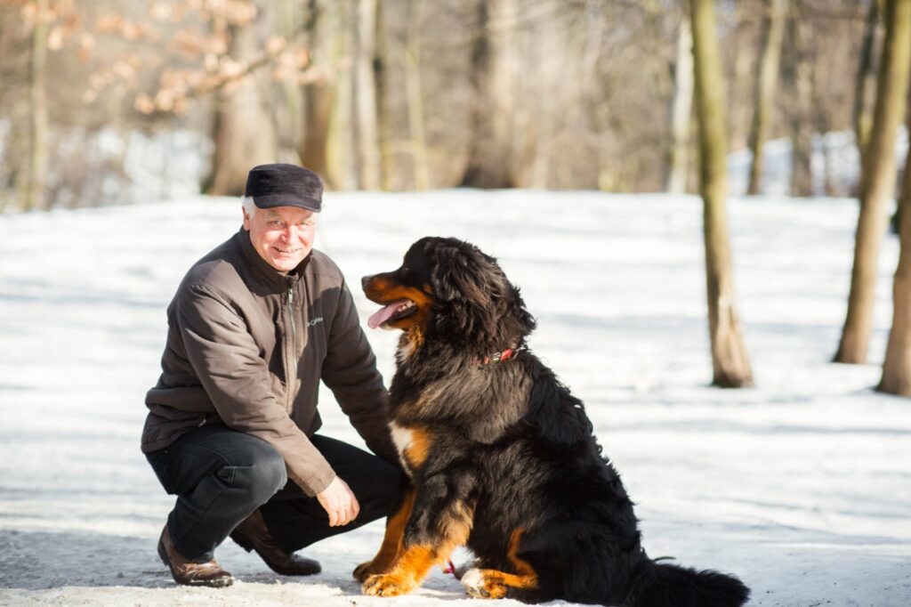 Bernese Mountain Dog With Owner
