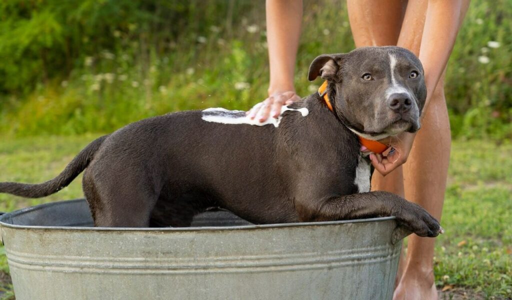 Front view owner washing cute dog