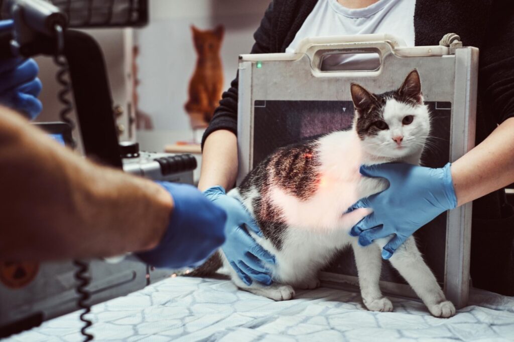 Cat vet