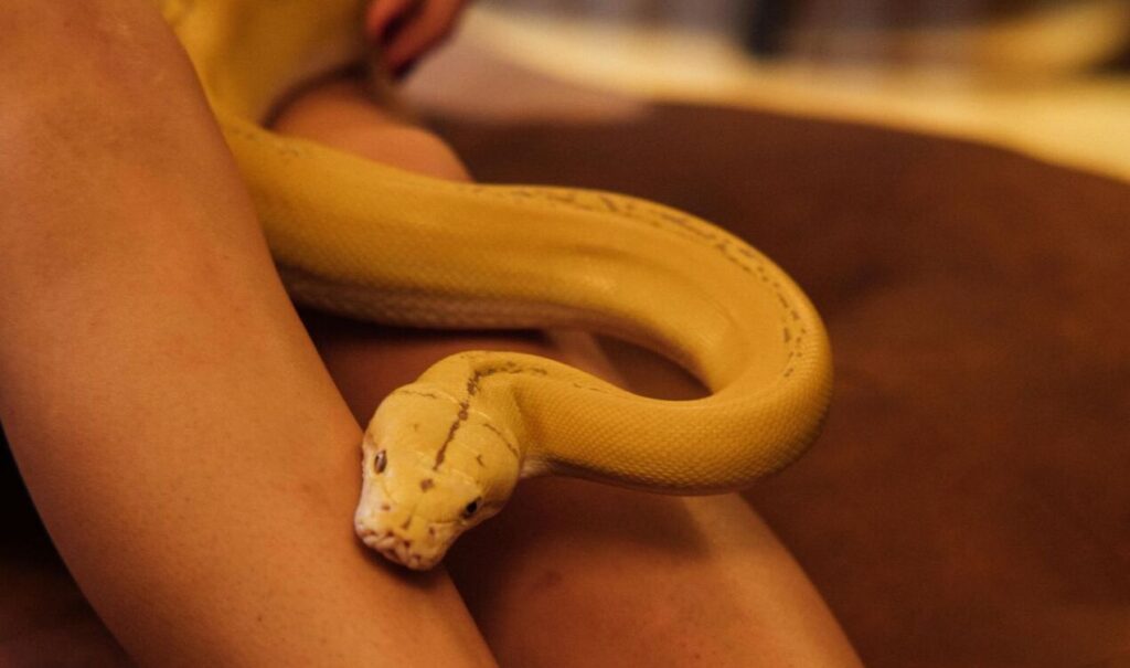 A Yellow Python Crawling on A Woman's Feet