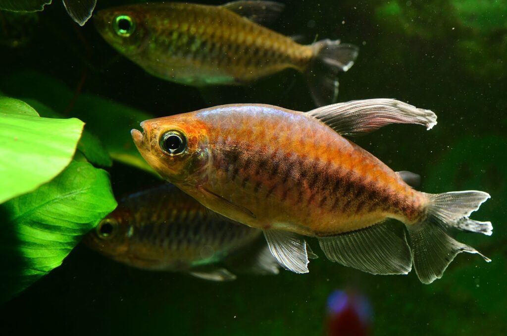 Stressed out fish