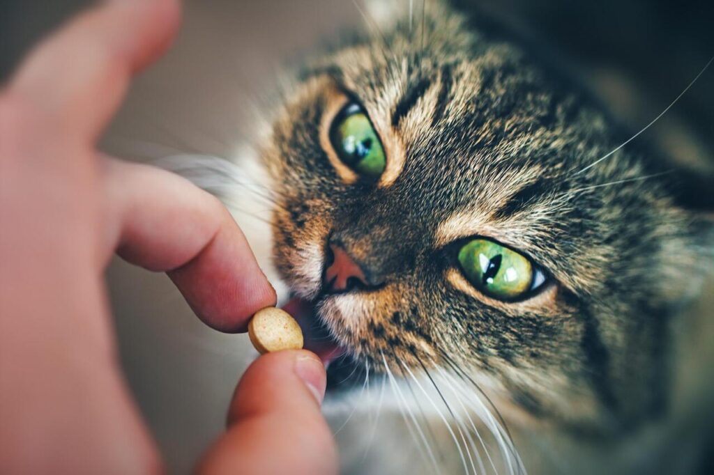 13 Essential Senior Cat Supplements Vets Recommend
