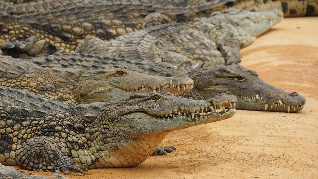 Crocodiles