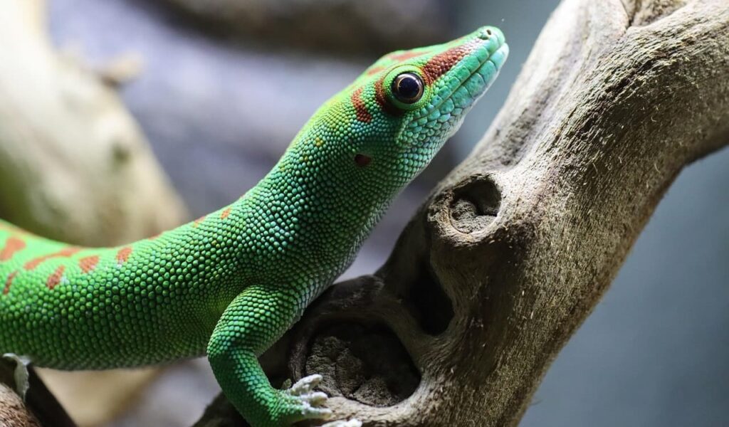 Bright green gecko with red markings climbing on a piece of wood.