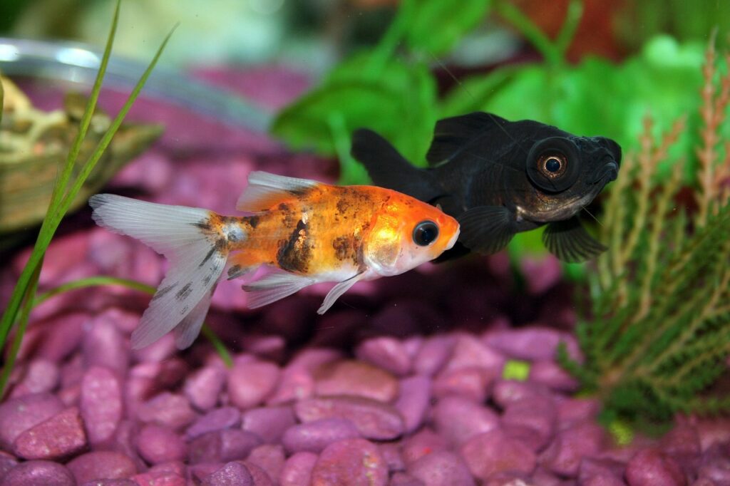 Goldfish Tank